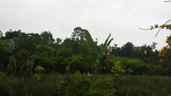 Dypsis procera