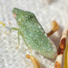 Xerophloea foveolata