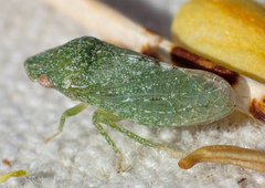 Xerophloea foveolata