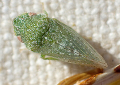 Xerophloea foveolata