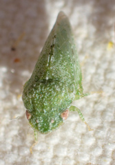 Xerophloea foveolata