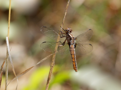 Chalk-fronted Corporal