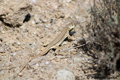 Mountain Racerunner photo 3