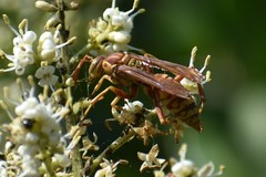 Polistes apachus apachus