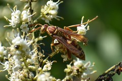 Polistes apachus apachus