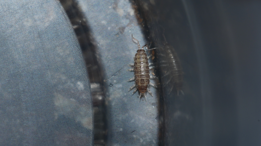 Pillbug