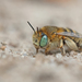 Anthophora bimaculata - Photo 由 Christoph Moning 所上傳的 (c) Christoph Moning，保留部份權利CC BY