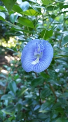 Clitoria