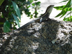 Lophognathus gilberti