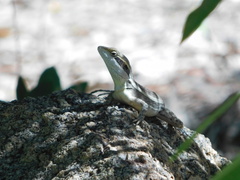 Lophognathus gilberti