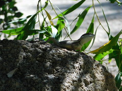 Lophognathus gilberti