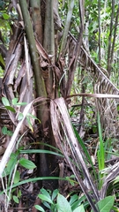 Ravenea sambiranensis