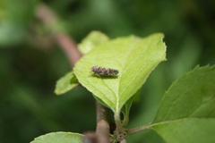Athysanini