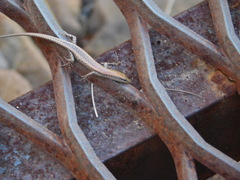 Cryptoblepharus metallicus