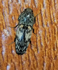 Pherhimius fascicularis