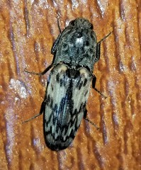 Pherhimius fascicularis