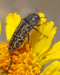 Acmaeodera labyrinthica
