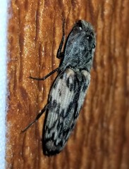 Pherhimius fascicularis