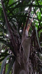 Dypsis hovomantsina