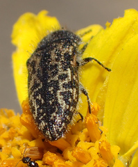 Acmaeodera labyrinthica