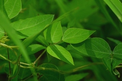 Amphicarpaea bracteata comosa