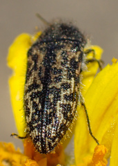 Acmaeodera labyrinthica