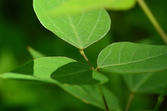 Amphicarpaea bracteata comosa