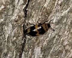 Ischyrus quadripunctatus