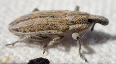 Scaphomorphus