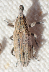 Scaphomorphus