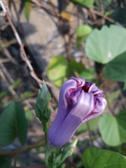 Ipomoea asarifolia