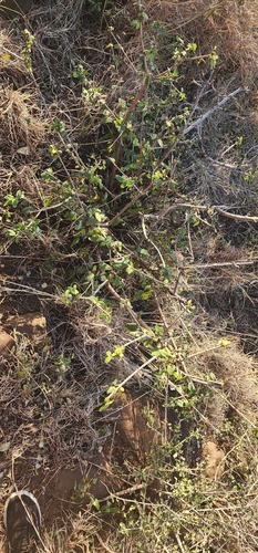 Image of Phyllogeiton zeyheri by (c) Suvarna Parbhoo Mohan, some rights reserved (CC BY-SA)
