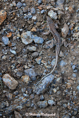 Mountain Racerunner photo 2