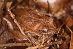 Veragua Cross-Banded Treefrog photo 5