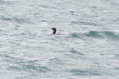 Leucocarbo chalconotus