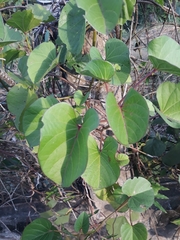 Ipomoea asarifolia
