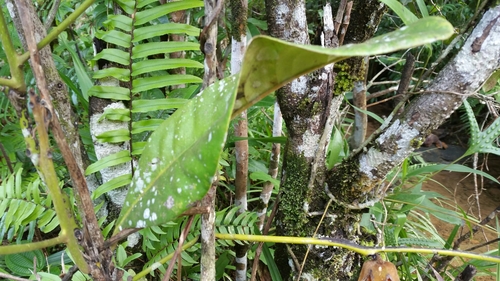 Diospyros fuscovelutina image