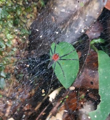 Aglaoctenus castaneus