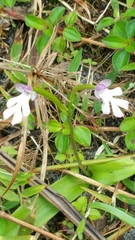 Cynorkis fastigiata