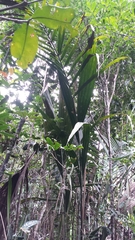 Dypsis