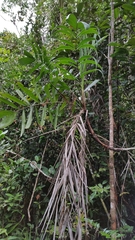Dypsis