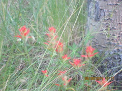 Castilleja nelsonii