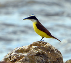 Pitangus sulphuratus