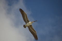 Pelecanus occidentalis