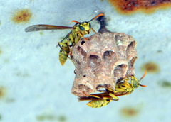 Mischocyttarus basimacula