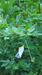 Clitoria