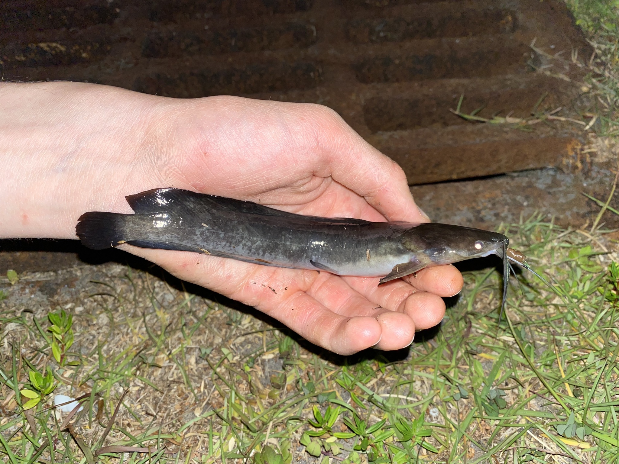 ปลาดุก, ปลาดุกด้าน, ปลาดุกน้ำจืด, aasia angersäga, albino walking fish, alimudan, ålmal, andeng, asiatisk vandrarmal, cá trèn trang, cá trê tráng, clarias catfish, climbing perch, freshwater catfish, froschwels, ikan lele, magur, walking catfish