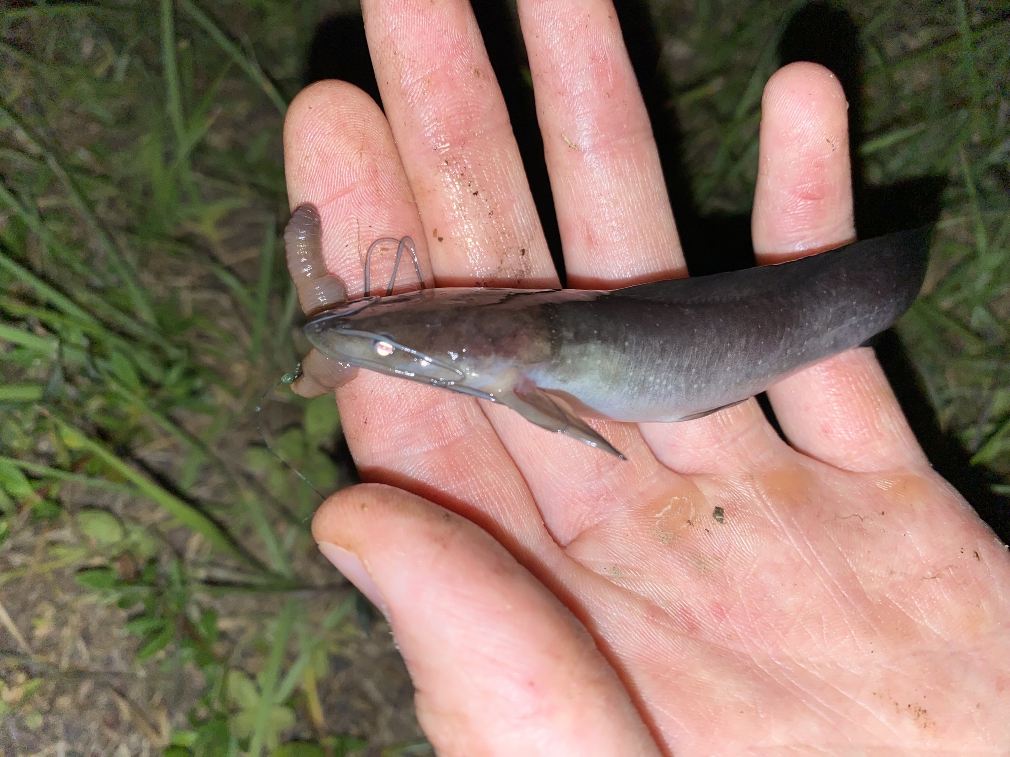 ปลาดุก, ปลาดุกด้าน, ปลาดุกน้ำจืด, aasia angersäga, albino walking fish, alimudan, ålmal, andeng, asiatisk vandrarmal, cá trèn trang, cá trê tráng, clarias catfish, climbing perch, freshwater catfish, froschwels, ikan lele, magur, walking catfish