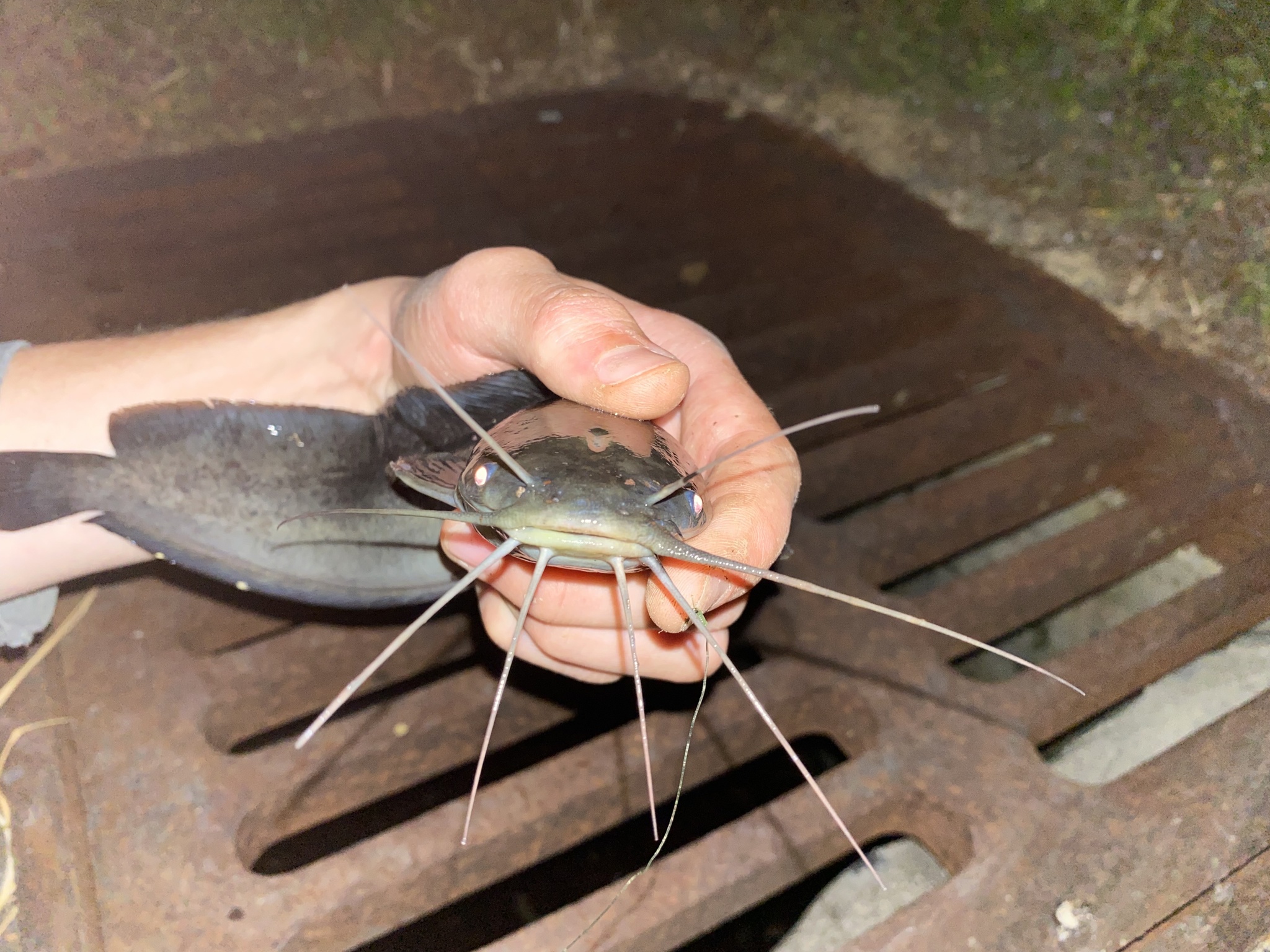 ปลาดุก, ปลาดุกด้าน, ปลาดุกน้ำจืด, aasia angersäga, albino walking fish, alimudan, ålmal, andeng, asiatisk vandrarmal, cá trèn trang, cá trê tráng, clarias catfish, climbing perch, freshwater catfish, froschwels, ikan lele, magur, walking catfish
