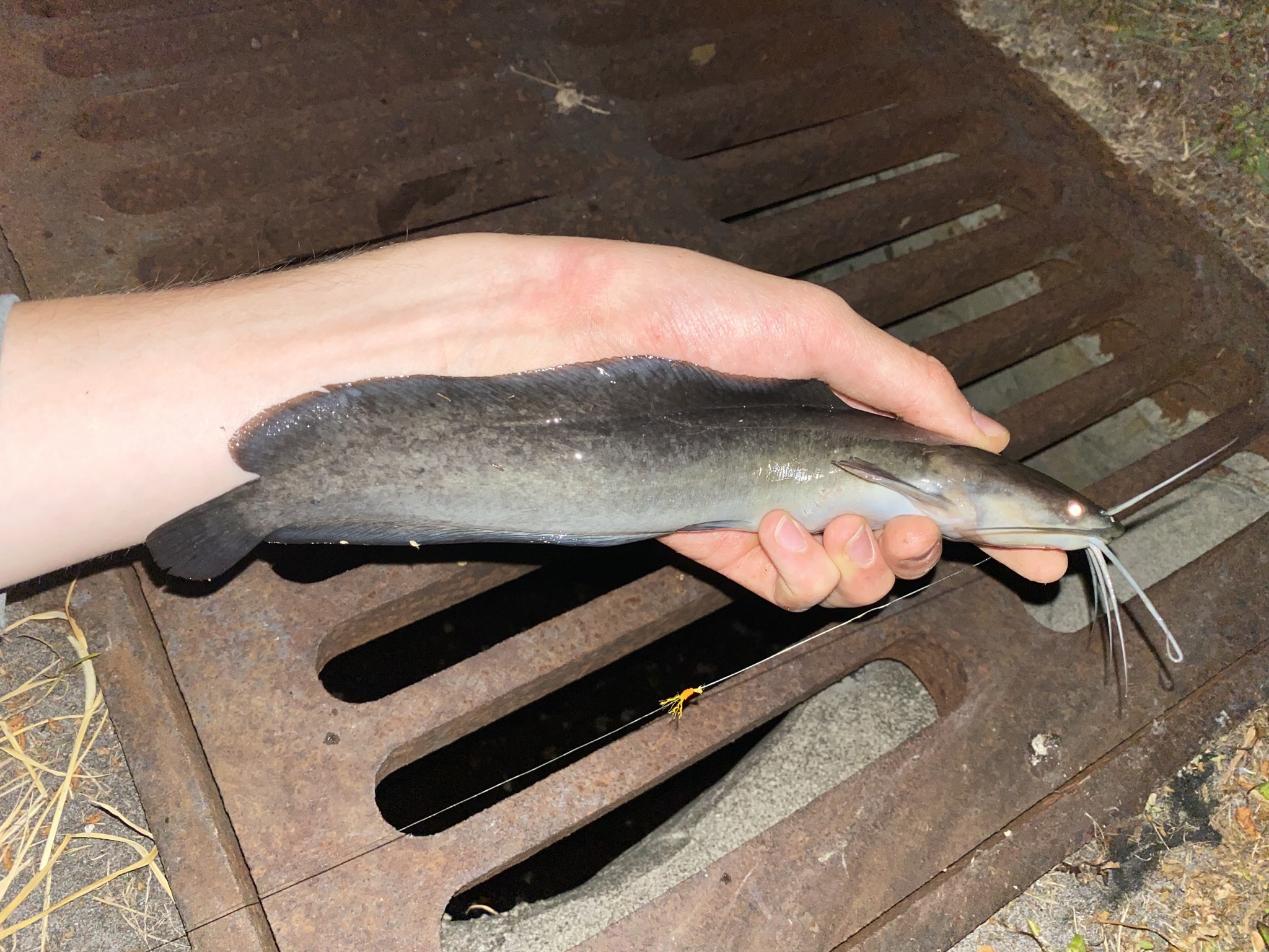 ปลาดุก, ปลาดุกด้าน, ปลาดุกน้ำจืด, aasia angersäga, albino walking fish, alimudan, ålmal, andeng, asiatisk vandrarmal, cá trèn trang, cá trê tráng, clarias catfish, climbing perch, freshwater catfish, froschwels, ikan lele, magur, walking catfish